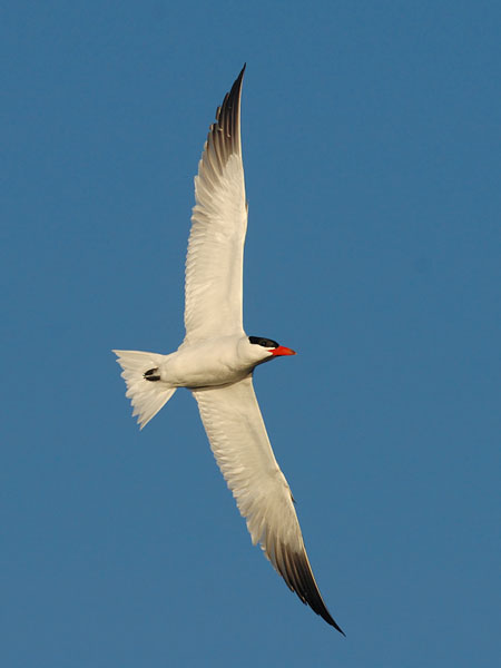 Räyskä, Caspian Tern, Hydroprogne caspia